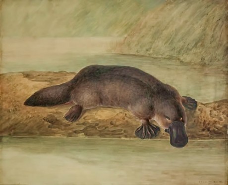 Platypus_by_Lewin_drawing